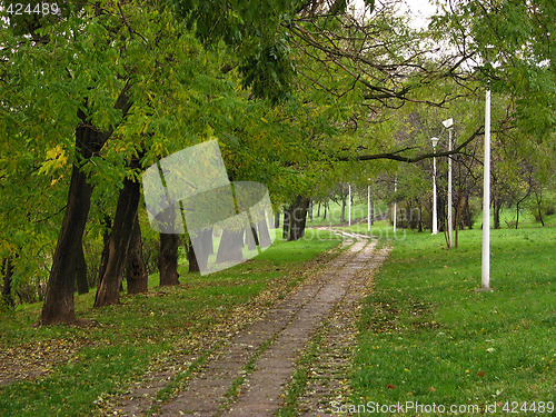 Image of Green forest path