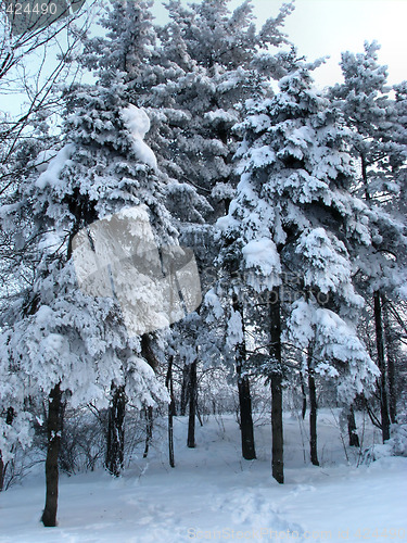 Image of Trees after snow fall