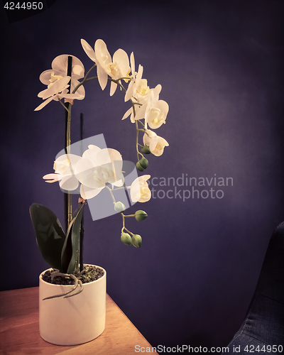 Image of Dark interior with elegant white orchids