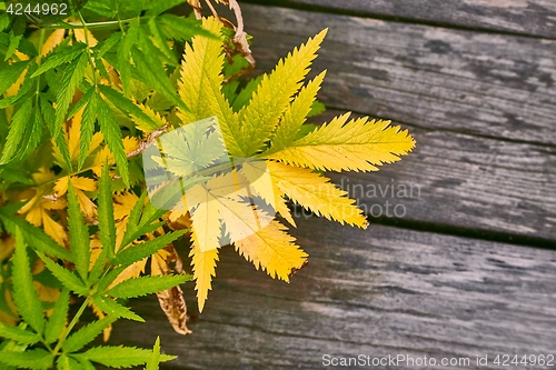 Image of Plant and wood background