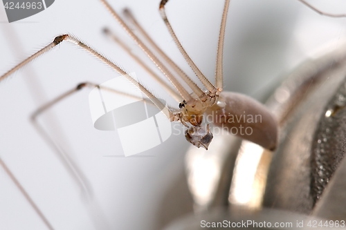 Image of Spider eating an ant