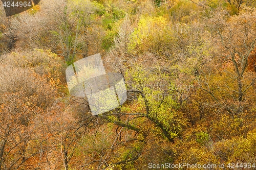 Image of Autumn tree leaves