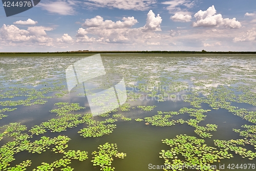 Image of Water surface with plants