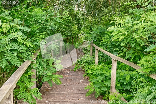 Image of Swamp walking path