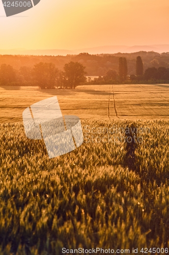 Image of Wheat field detail