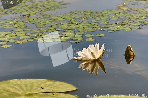 Image of White Water Lily