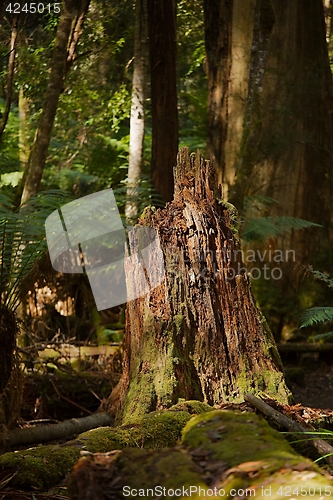 Image of Tree trunk in a forest