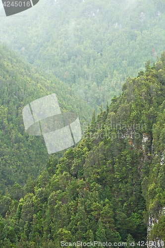 Image of Trees in the woods