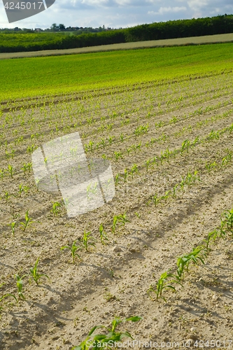 Image of Agricultural field with plants