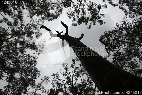 Image of Bare tree branches