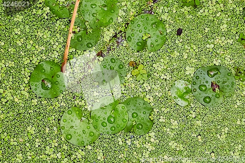 Image of Water surface with plants