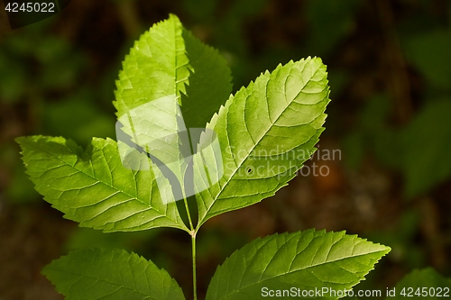 Image of Green Leaves Background