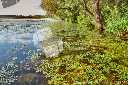 Image of Water surface with plants