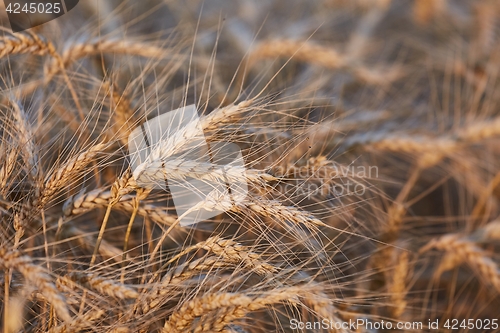 Image of Wheat field detail