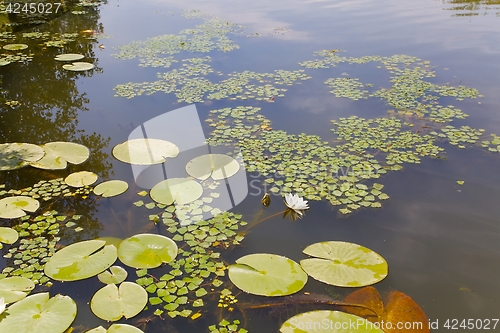 Image of Water surface with plants