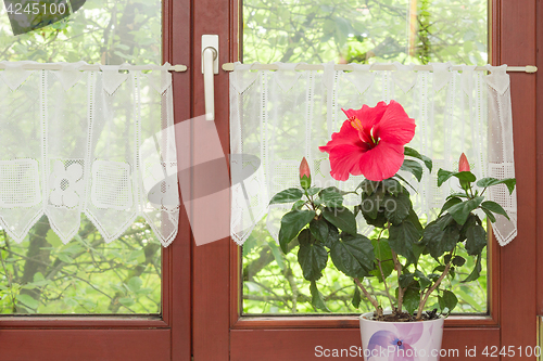 Image of Beautiful potted red Hibiscus flower on window sill