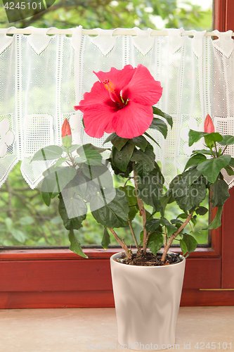 Image of Big pink Hibiscus flower in the pot on window