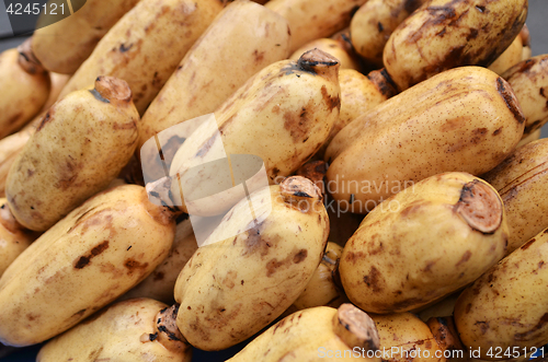 Image of Fresh Lotus root