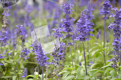 Image of Blooming blue bugleweeds Ajuga