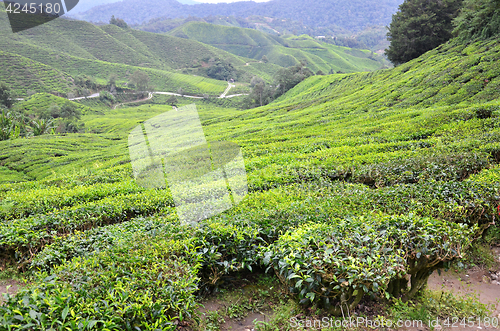 Image of Tea plantation located in Cameron Highlands