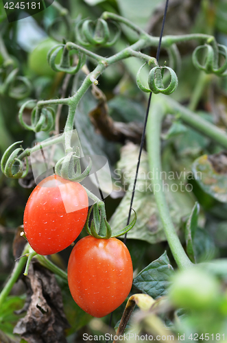 Image of Fresh red tomatoes