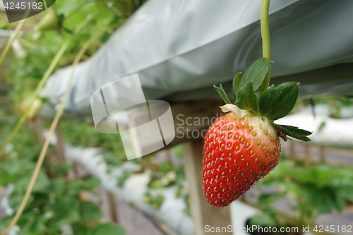 Image of Fresh strawberries that are grown in greenhouses