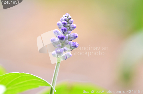 Image of Blooming blue bugleweeds Ajuga