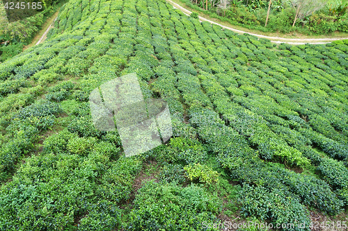 Image of Tea Plantation in the Cameron Highlands in Malaysia
