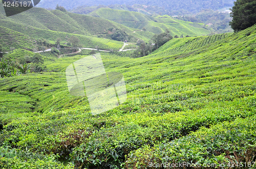 Image of Tea plantation located in Cameron Highlands