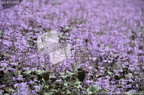 Image of Plectranthus Mona Lavender flowers