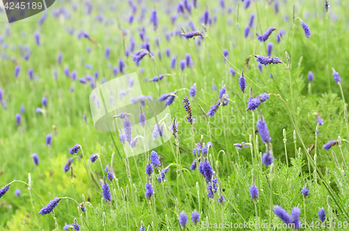 Image of Lavender flowers in nature