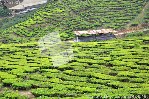 Image of Tea Plantation in the Cameron Highlands in Malaysia