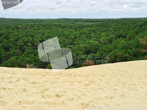 Image of View over the forest from the Dune of Pilat in France