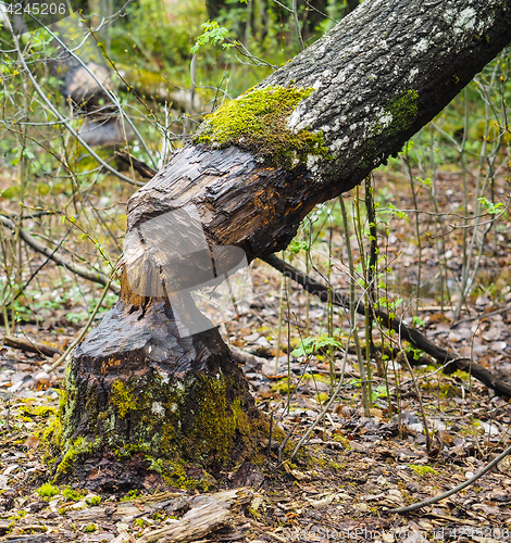 Image of Closeup of a birch tree fallen after being eaten by beaver