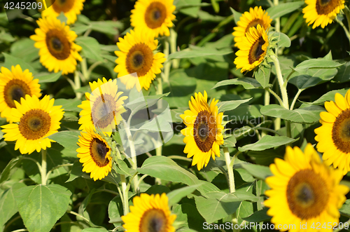 Image of Yellow Sunflower field