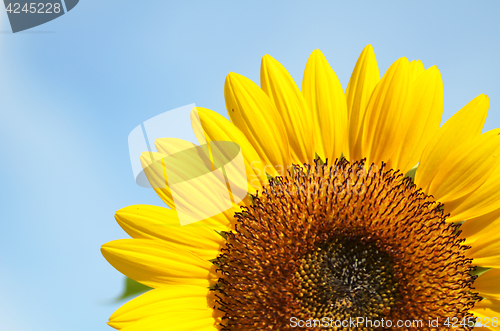 Image of Yellow big sunflower and blue sky