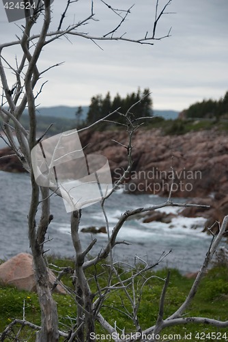 Image of Tree Branches