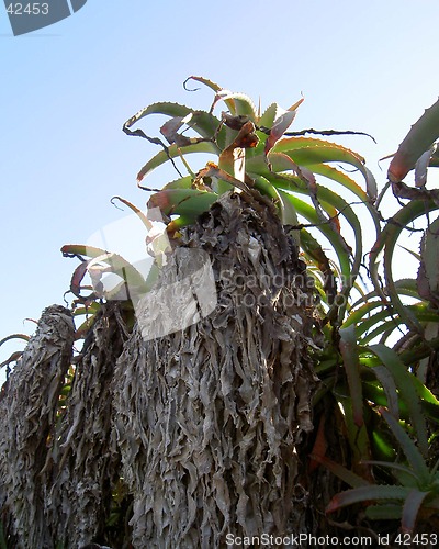 Image of cactus
