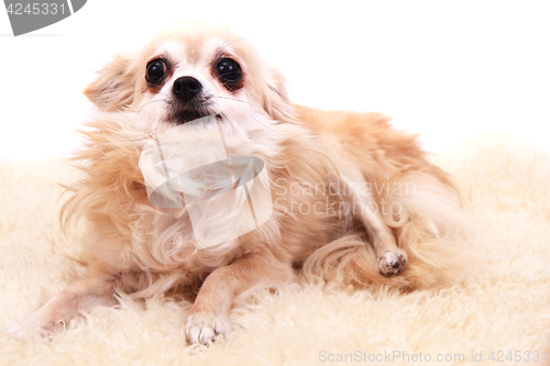 Image of chihuahua is resting