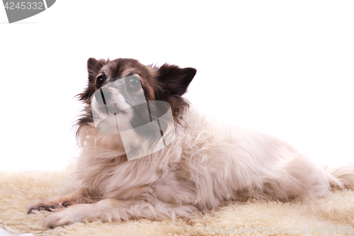 Image of chihuahua is resting