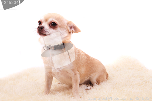 Image of chihuahua is resting