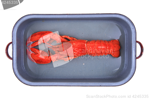 Image of orange lobster isolated