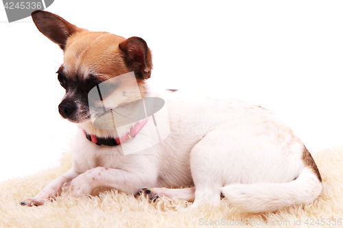 Image of chihuahua is resting