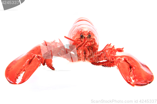 Image of orange lobster isolated