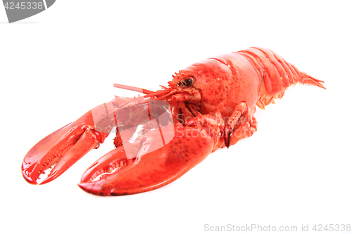 Image of orange lobster isolated