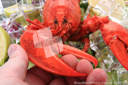 Image of orange lobster isolated