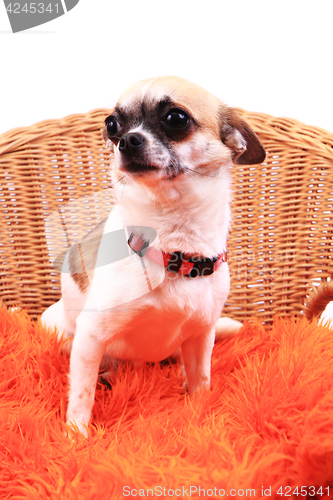 Image of chihuahua is resting