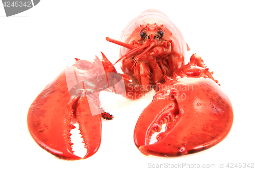 Image of orange lobster isolated