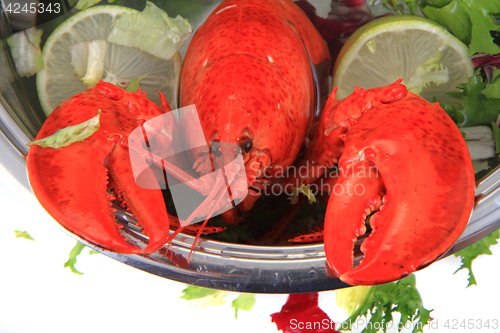 Image of orange lobster isolated