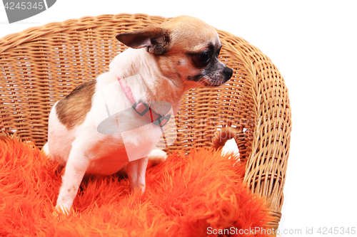 Image of chihuahua is resting